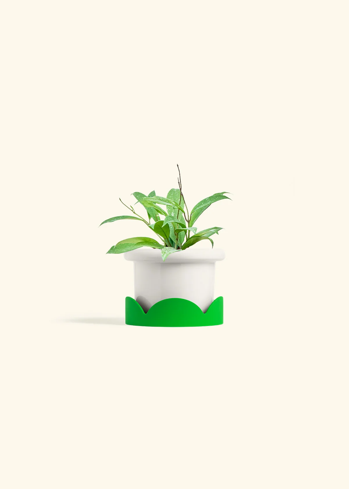 Hoya 'Silver Splash', Small - Image 5