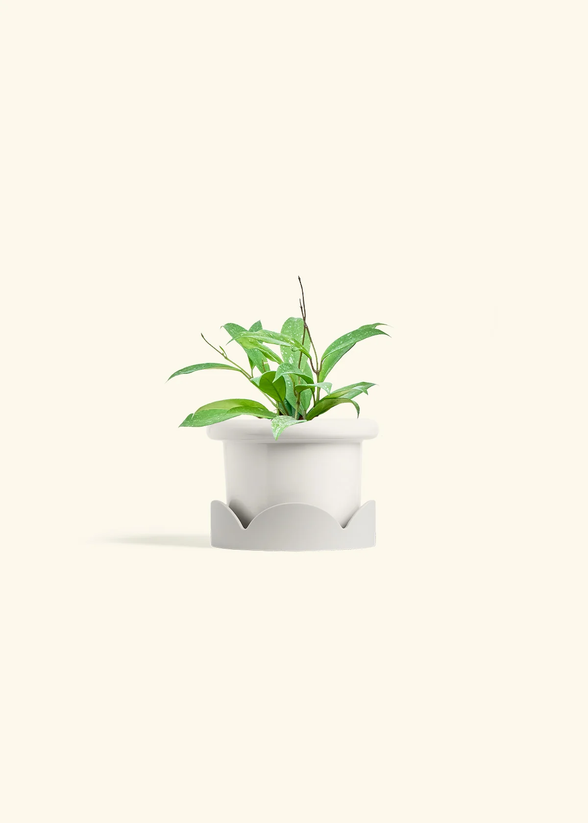 Hoya 'Silver Splash', Small - Image 6