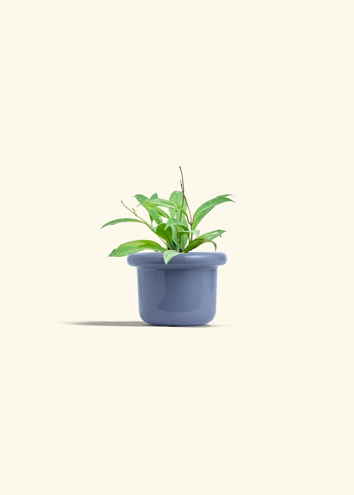 Hoya 'Silver Splash', Small - Image 8