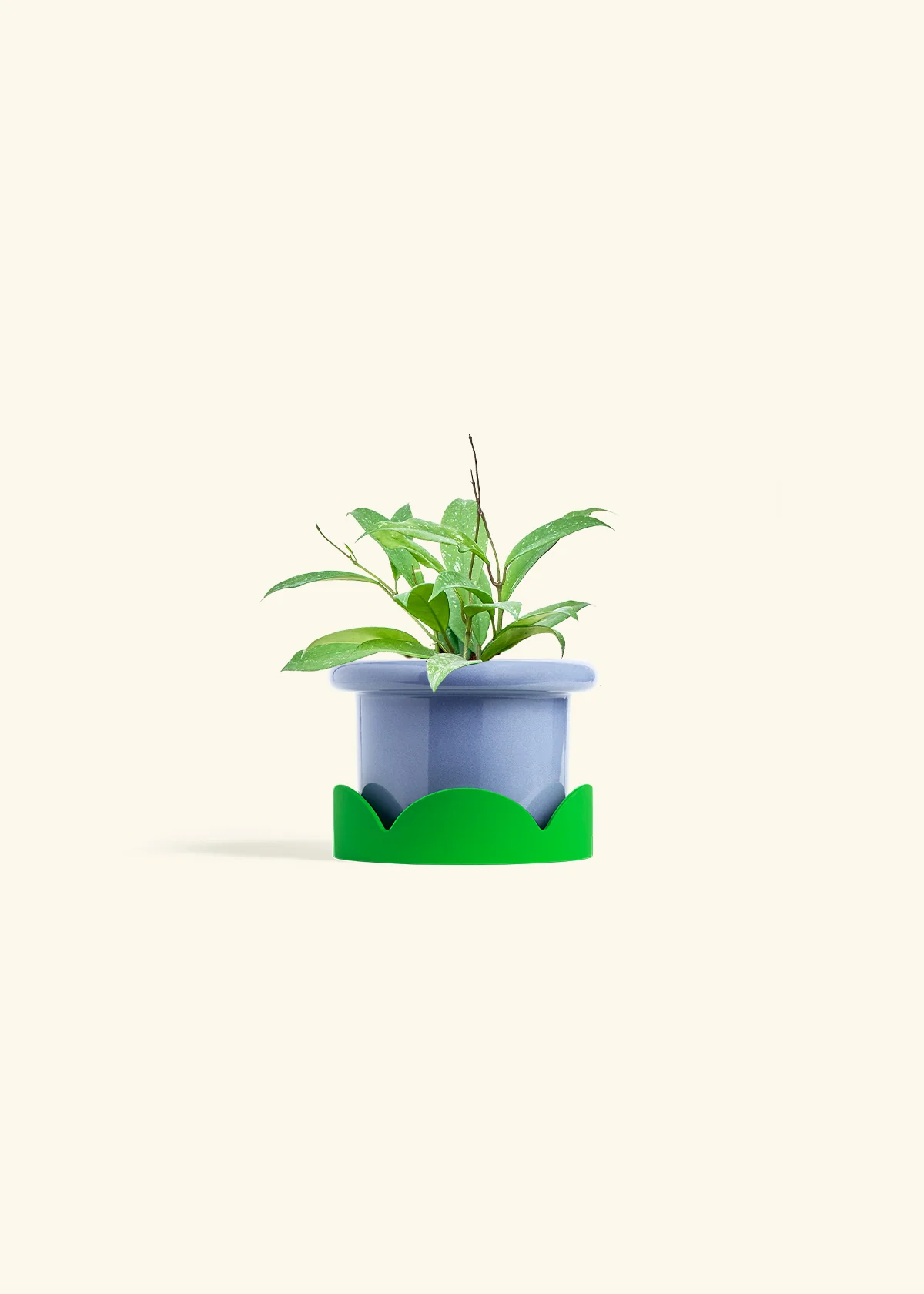 Hoya 'Silver Splash', Small - Image 9