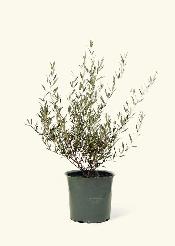 Indoor Olive Tree, XL