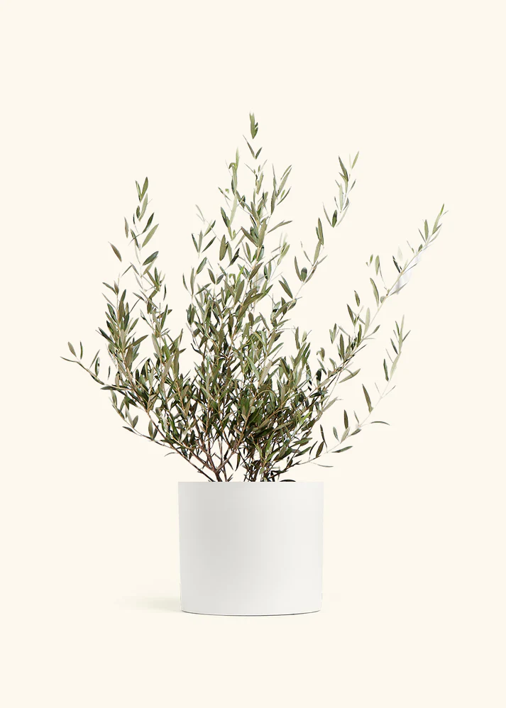 Indoor Olive Tree, XL - Image 2