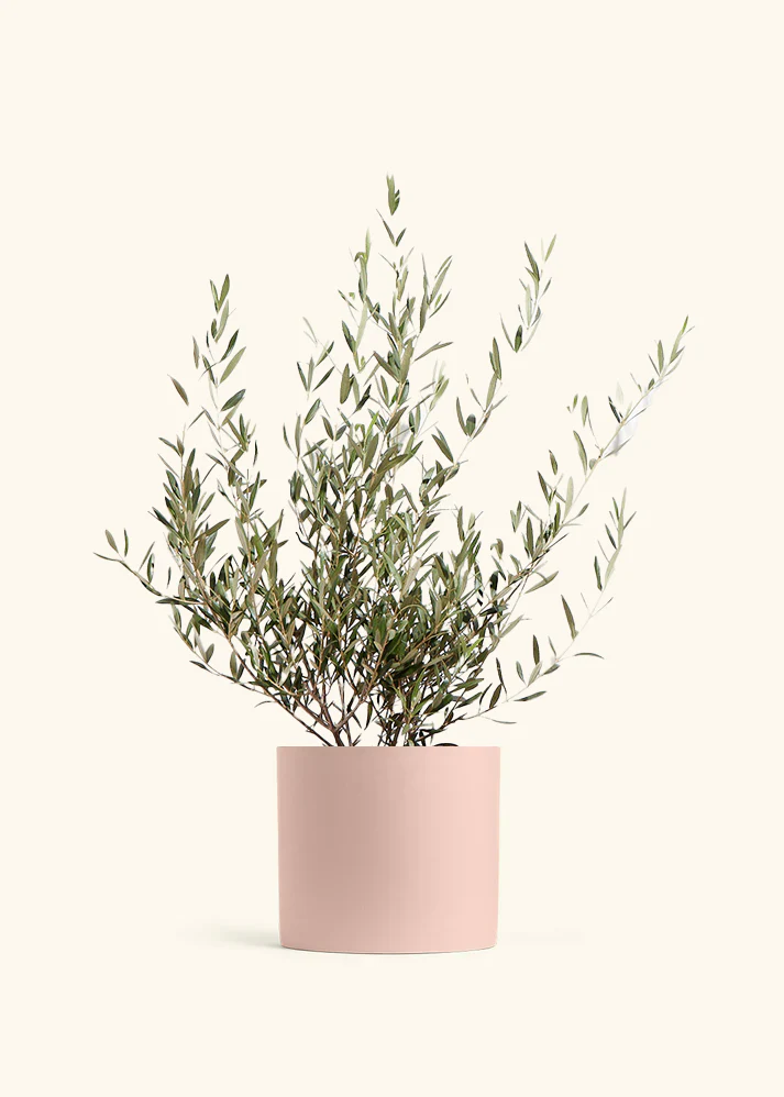 Indoor Olive Tree, XL - Image 3