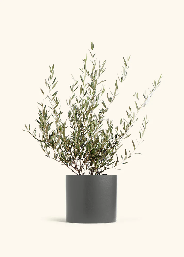 Indoor Olive Tree, XL - Image 4