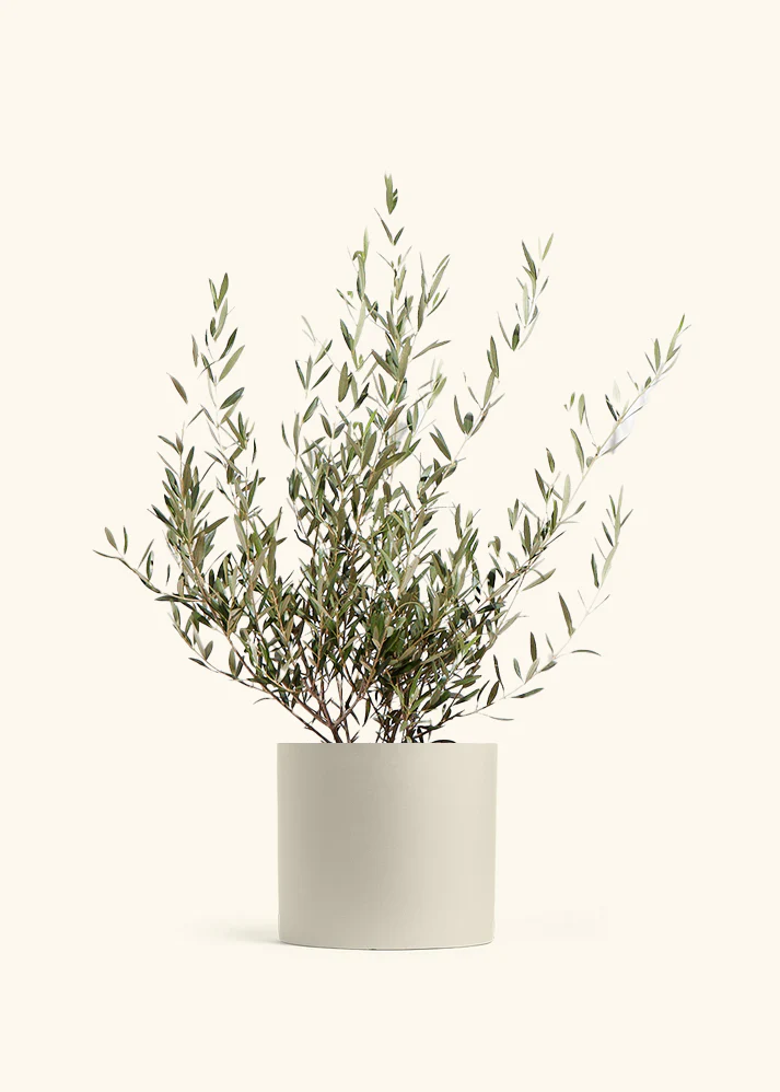Indoor Olive Tree, XL - Image 5