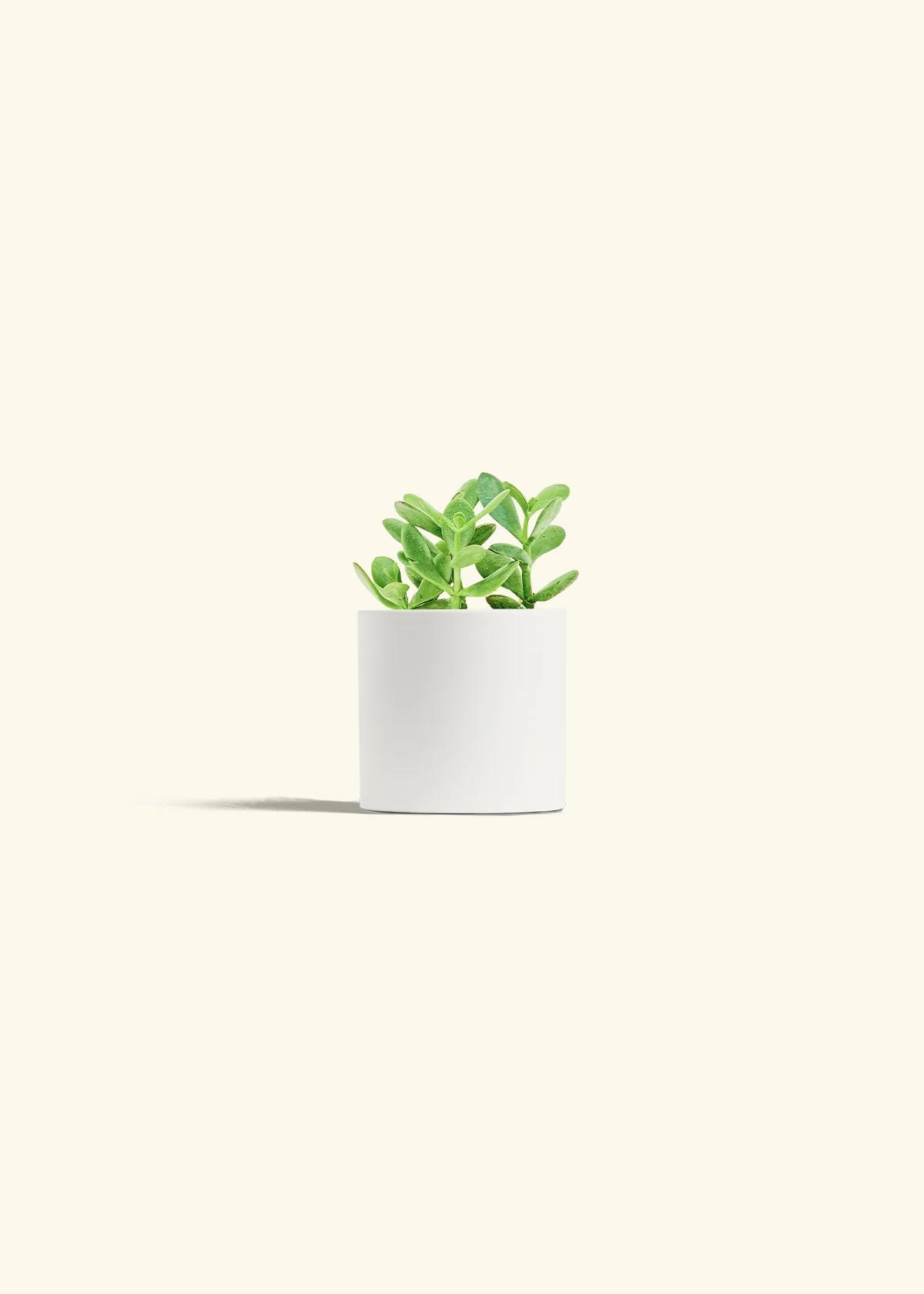 Jade Plant, Small - Image 3