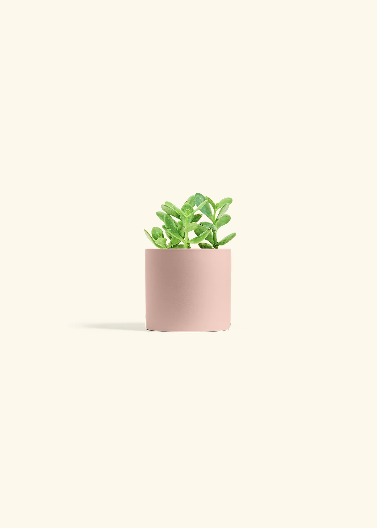 Jade Plant, Small - Image 4