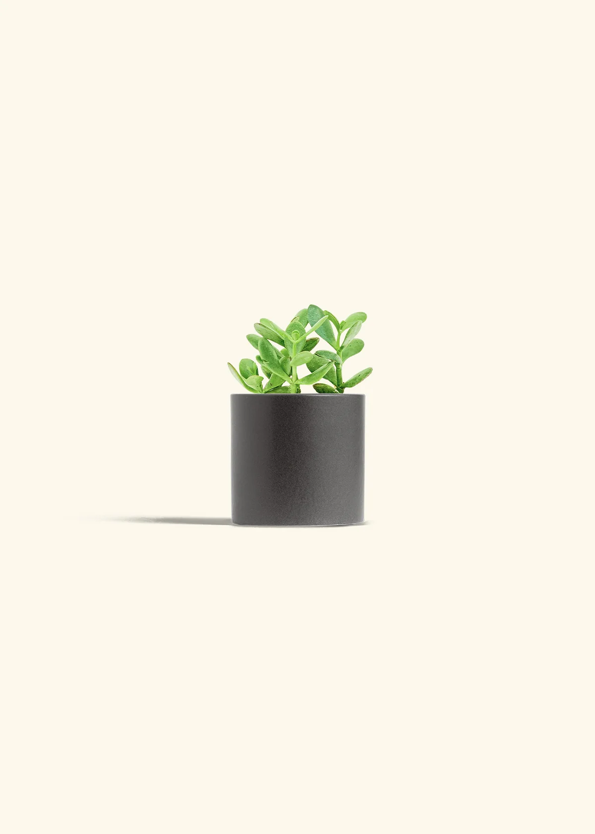 Jade Plant, Small - Image 5