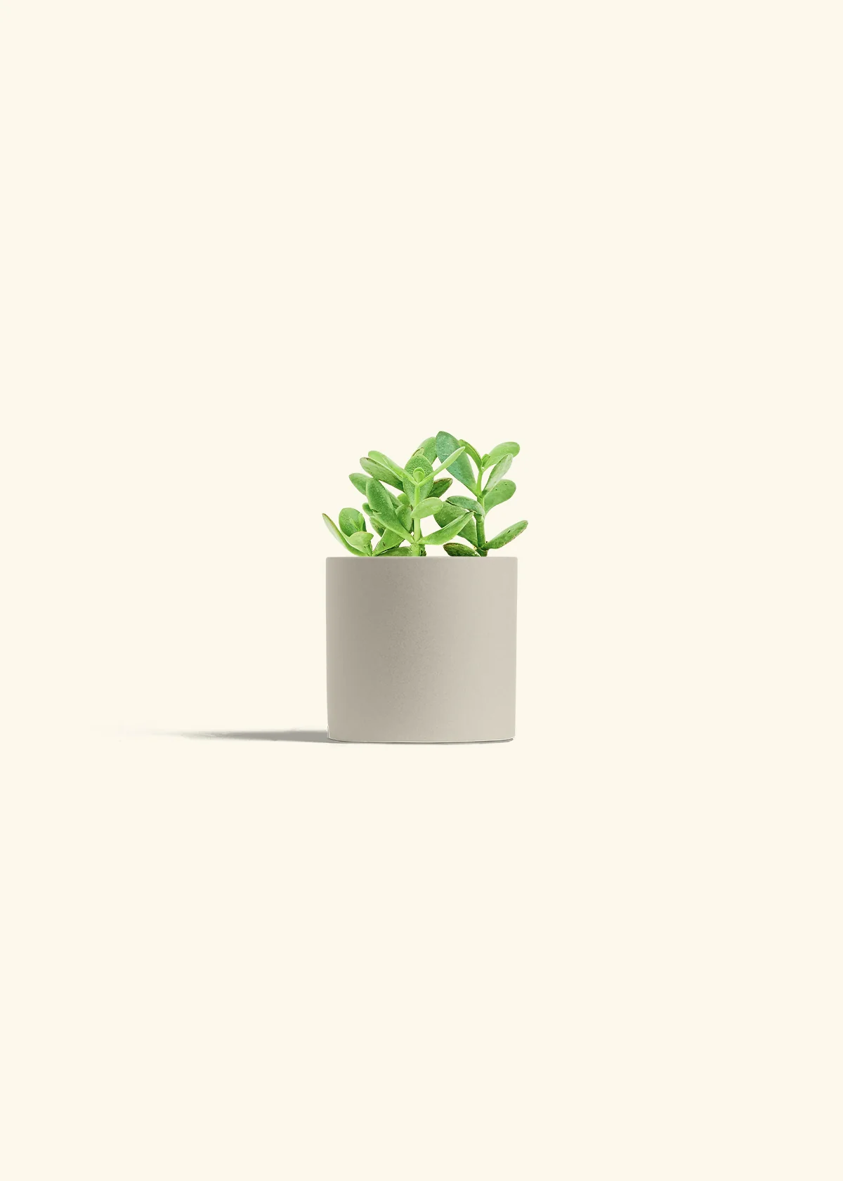 Jade Plant, Small - Image 6