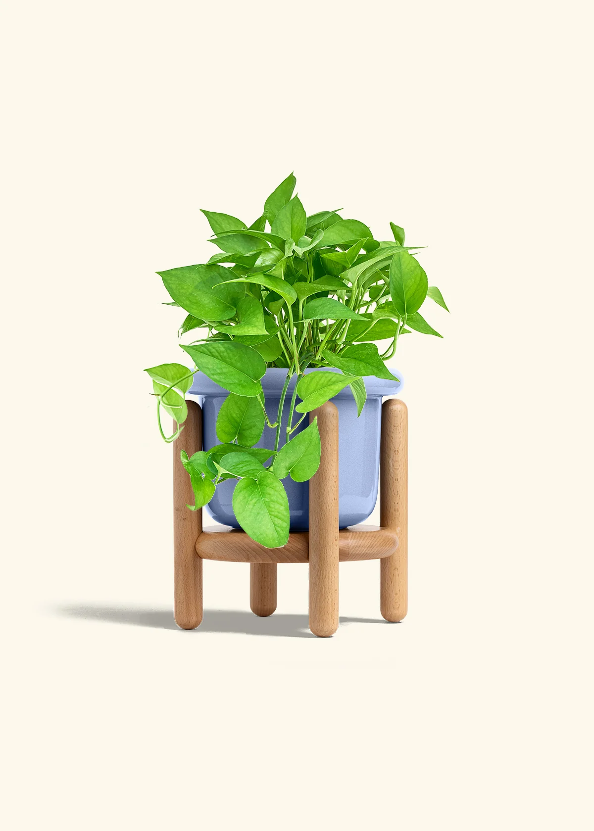 Pothos 'Jade', Medium - Image 10
