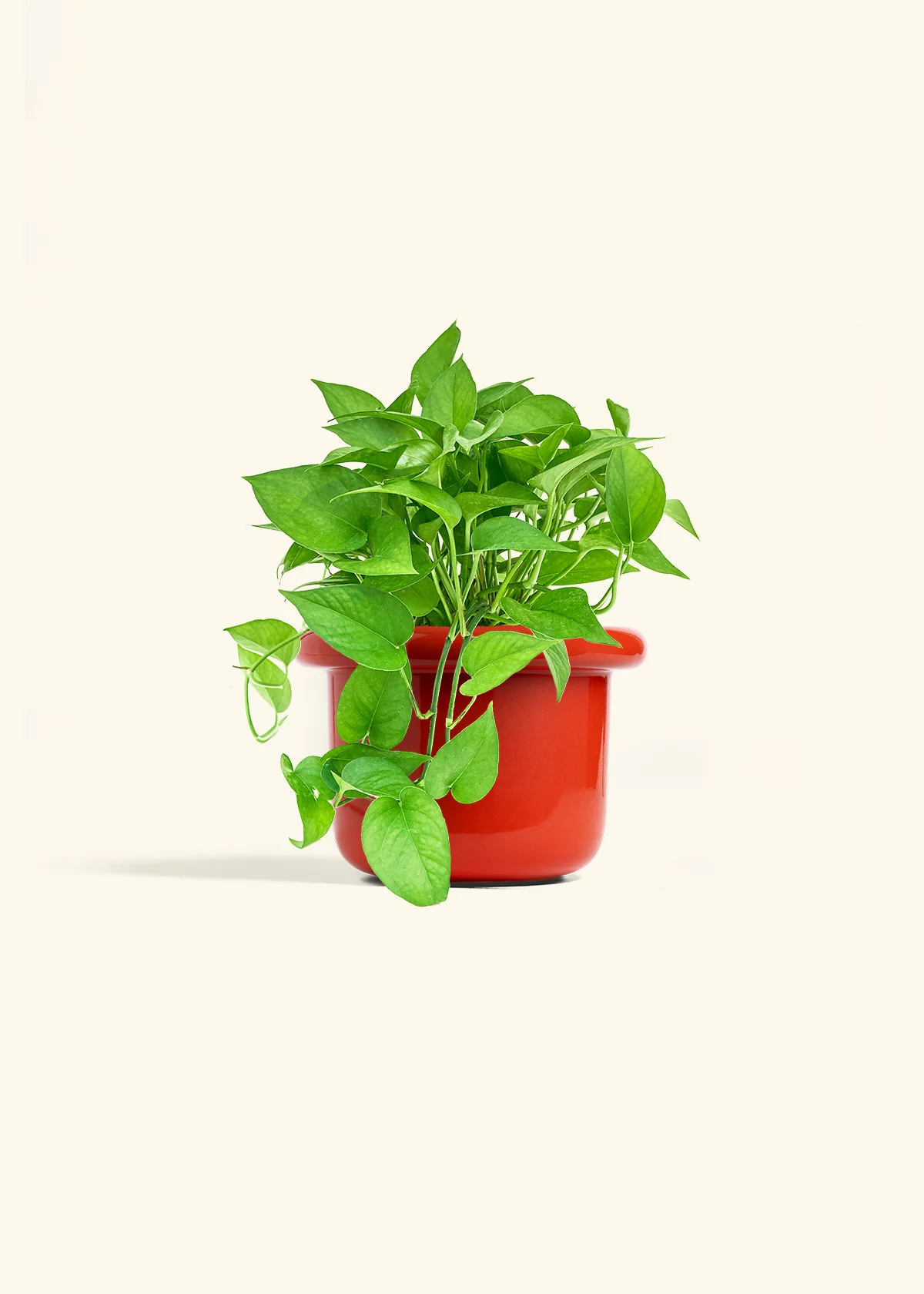 Pothos 'Jade', Medium - Image 11