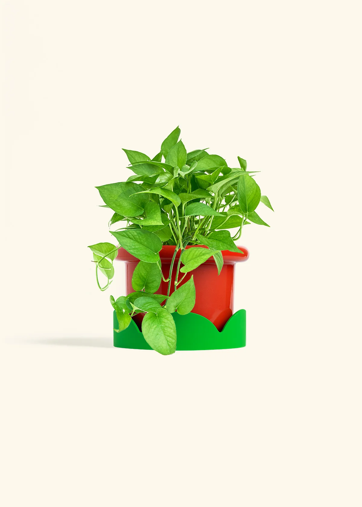Pothos 'Jade', Medium - Image 12