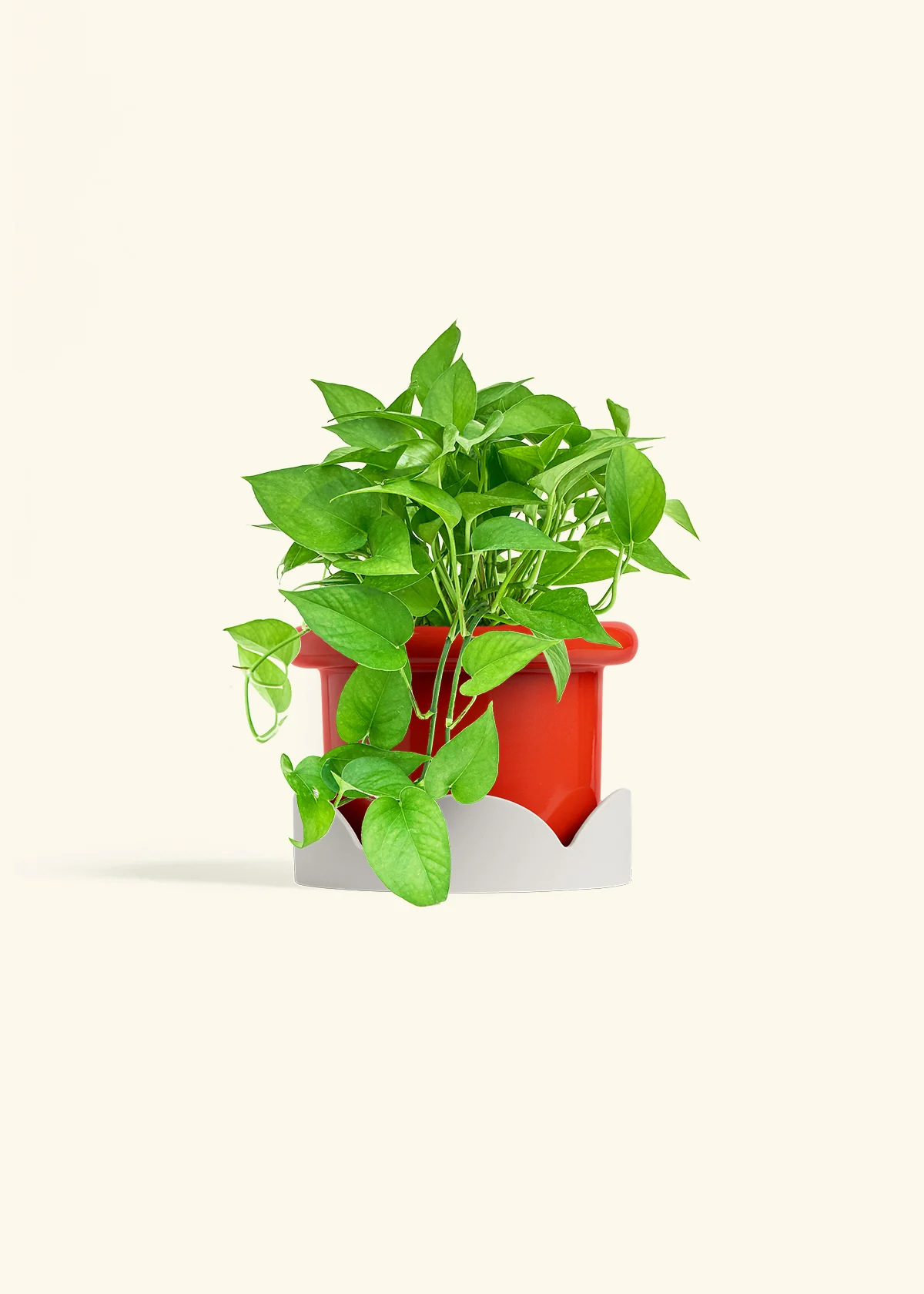 Pothos 'Jade', Medium - Image 13