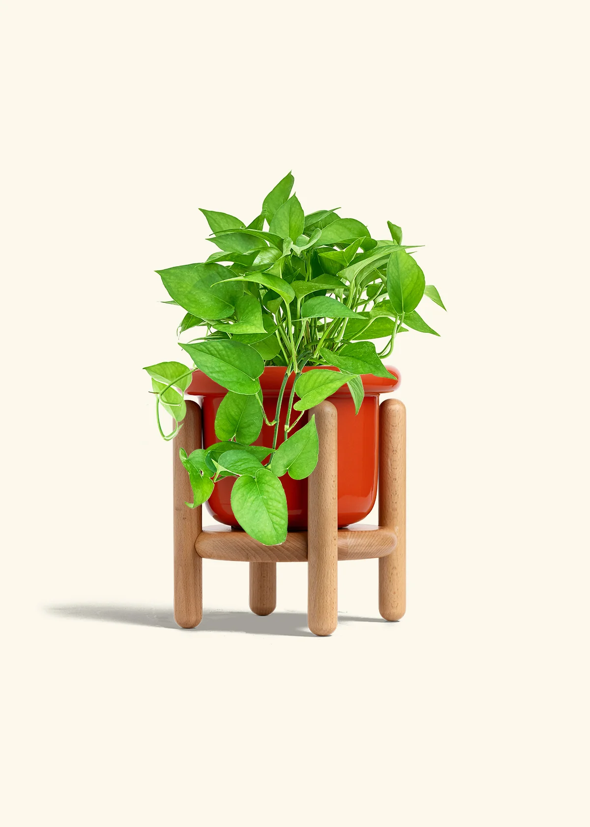 Pothos 'Jade', Medium - Image 14