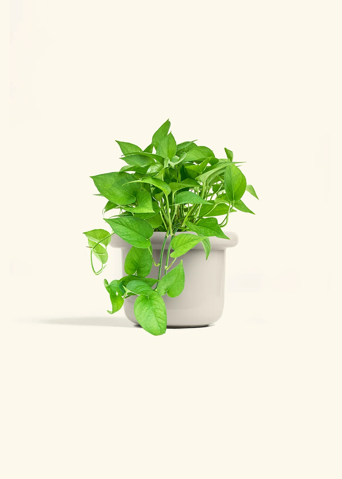 Pothos 'Jade', Medium - Image 15