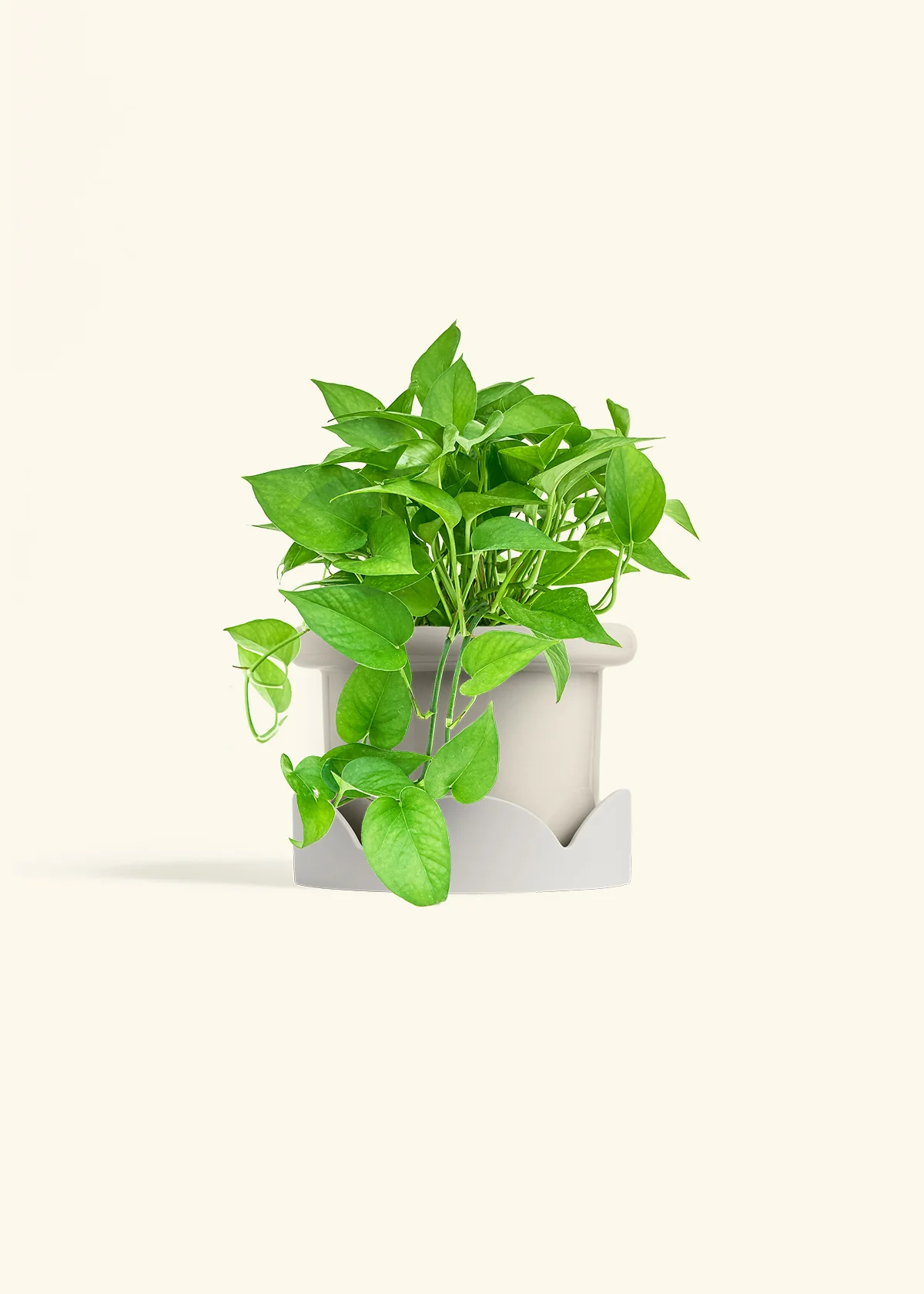 Pothos 'Jade', Medium - Image 17