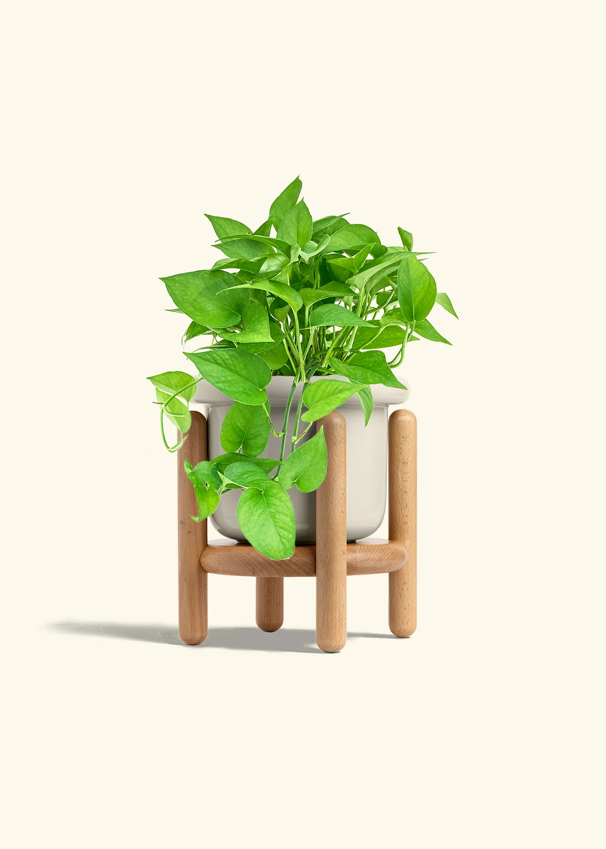 Pothos 'Jade', Medium - Image 18