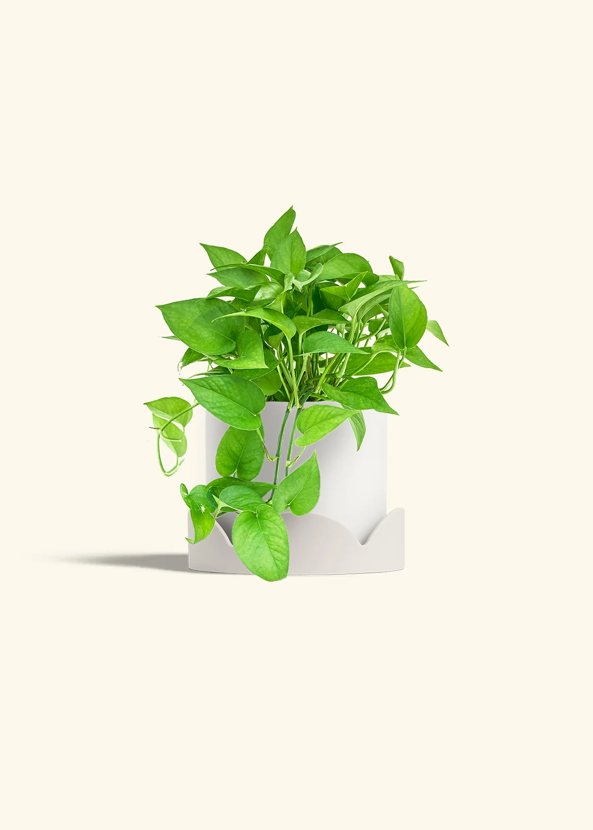 Pothos 'Jade', Medium - Image 21