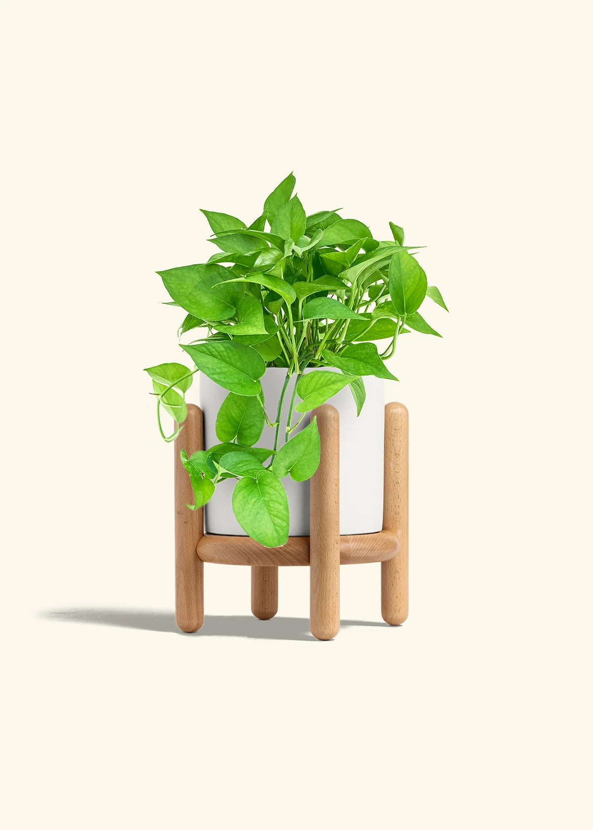 Pothos 'Jade', Medium - Image 22