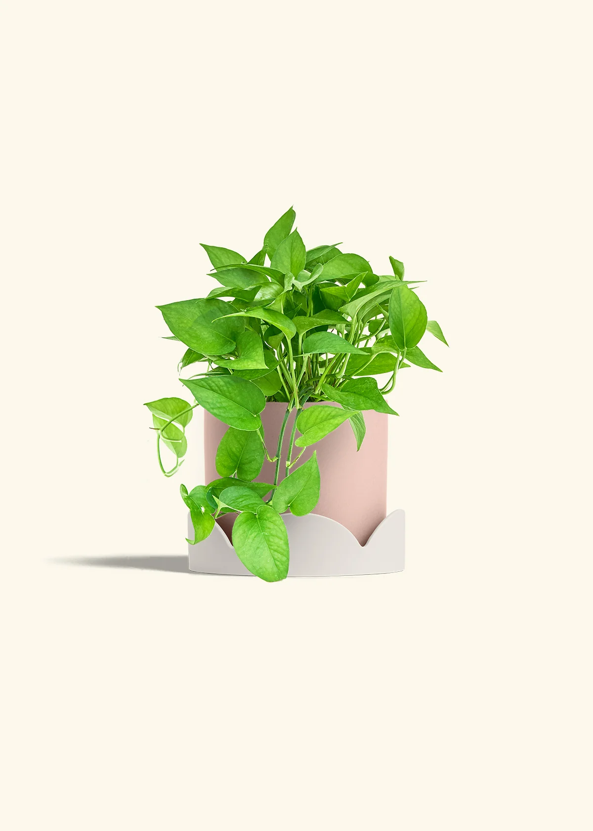 Pothos 'Jade', Medium - Image 25