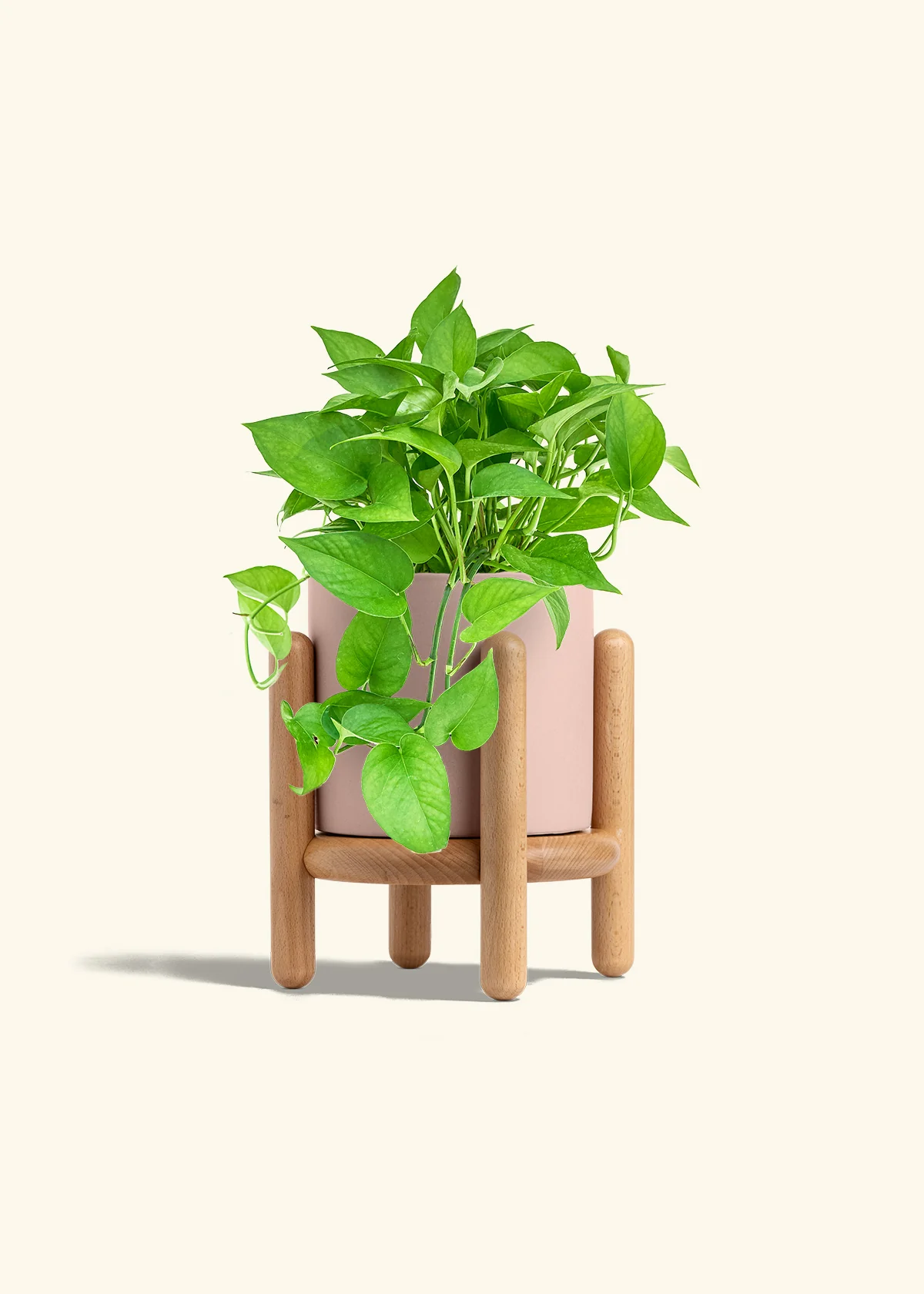 Pothos 'Jade', Medium - Image 26