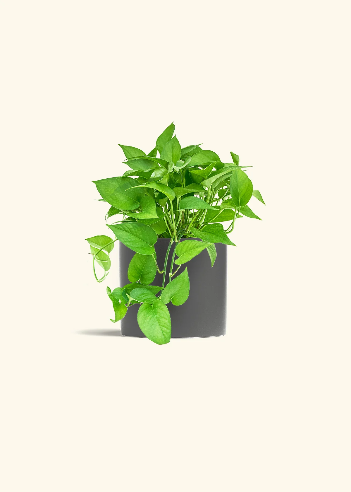 Pothos 'Jade', Medium - Image 27