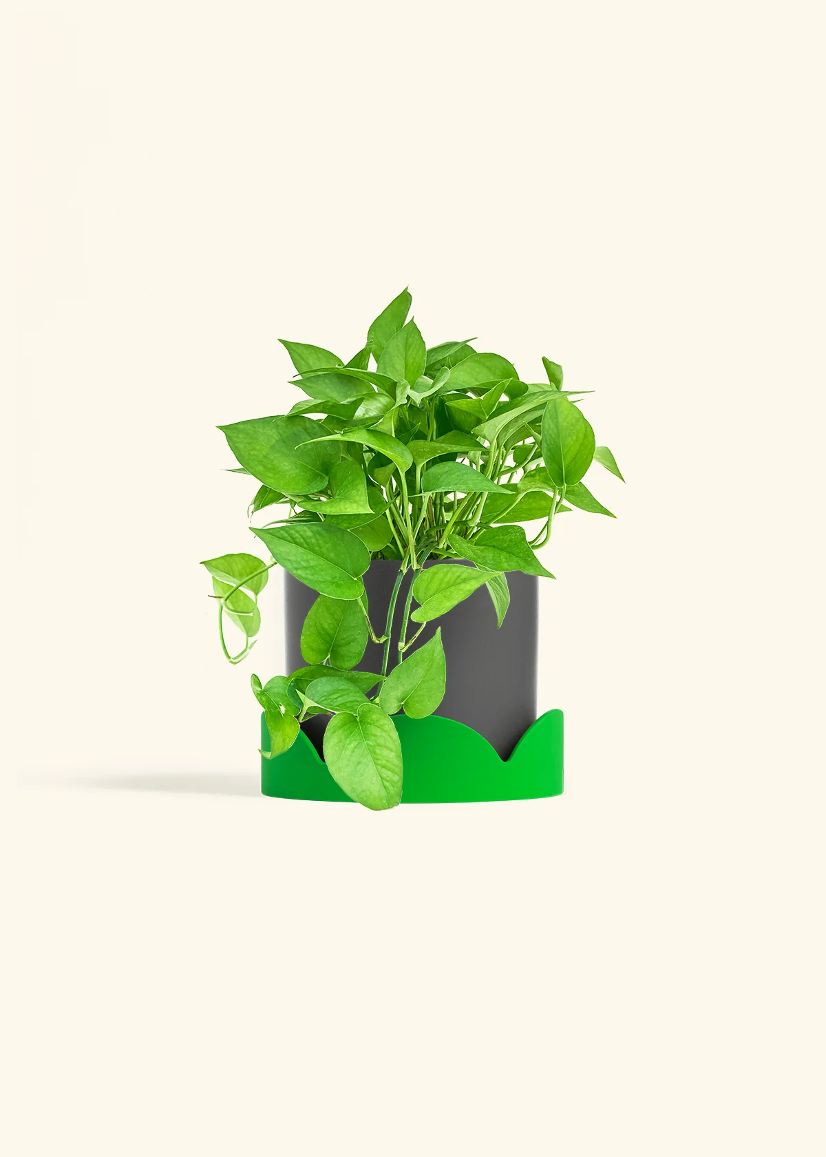 Pothos 'Jade', Medium - Image 28