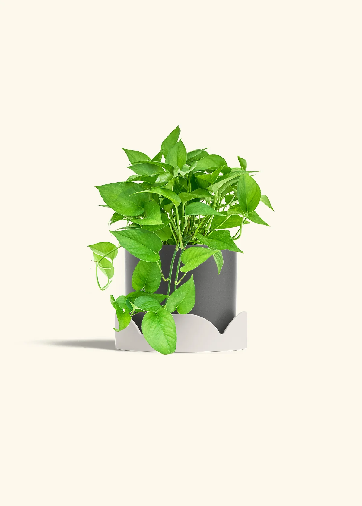 Pothos 'Jade', Medium - Image 29