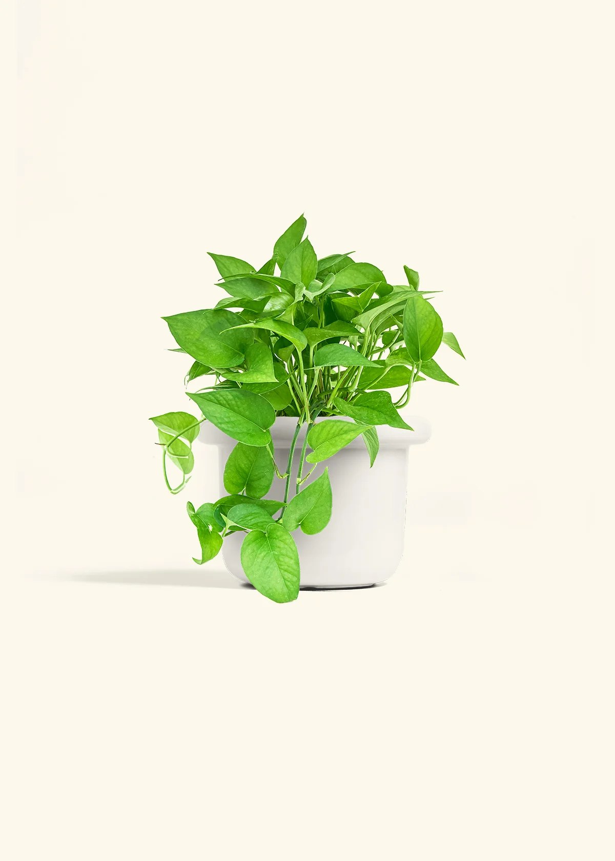 Pothos 'Jade', Medium - Image 3