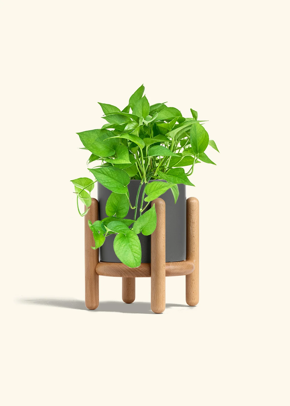 Pothos 'Jade', Medium - Image 30