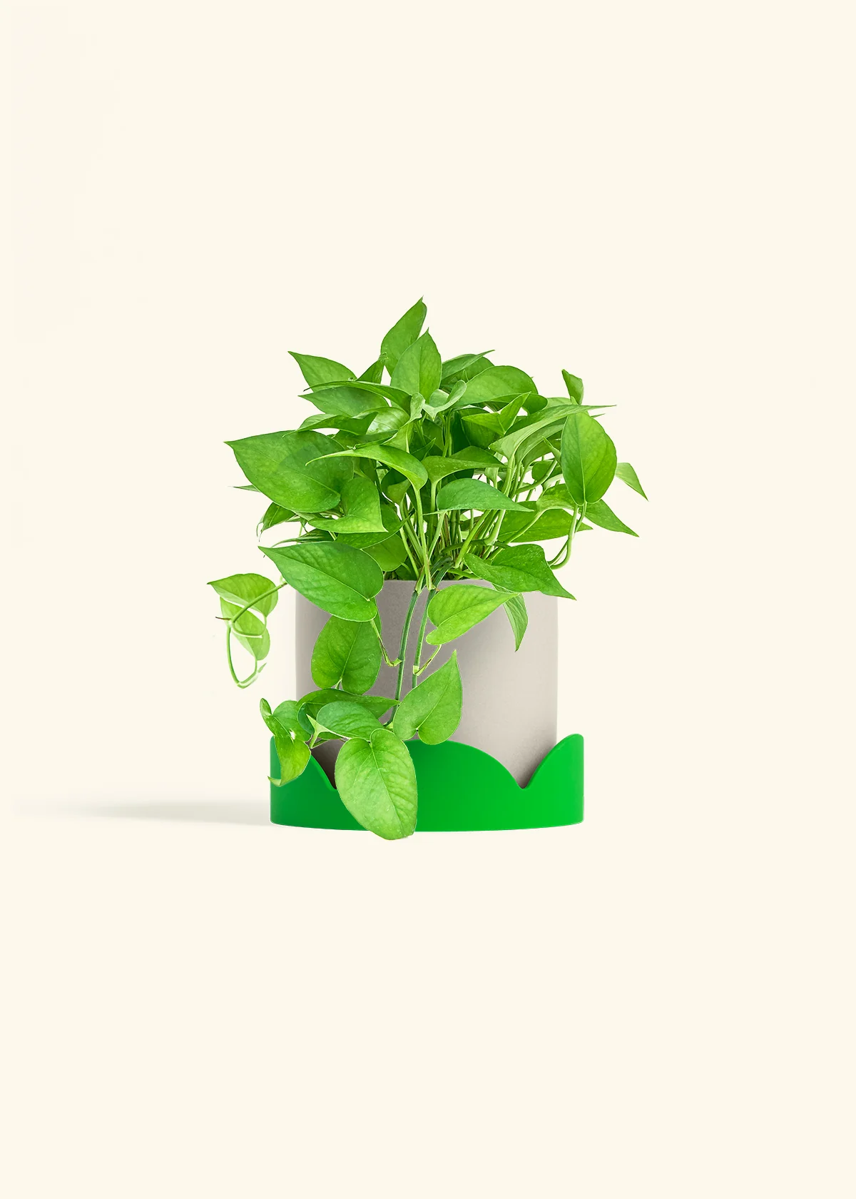 Pothos 'Jade', Medium - Image 32