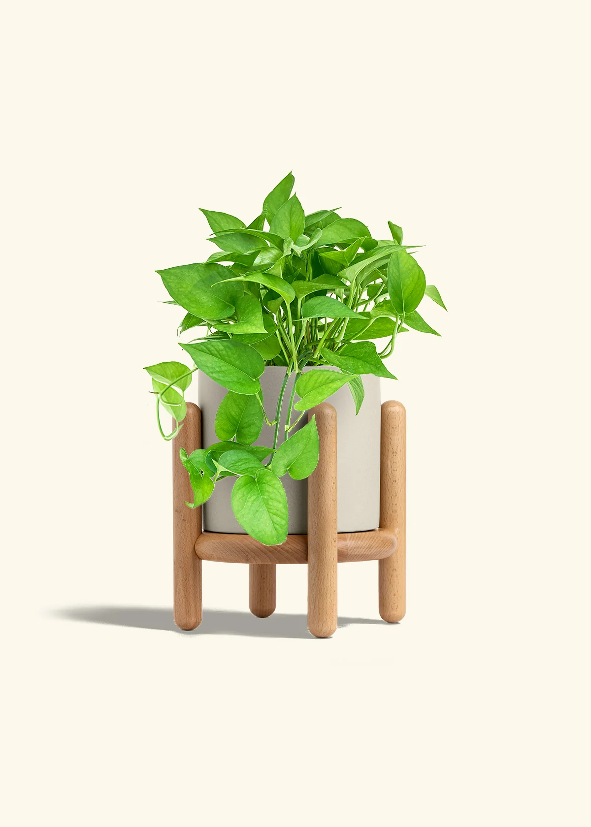 Pothos 'Jade', Medium - Image 34