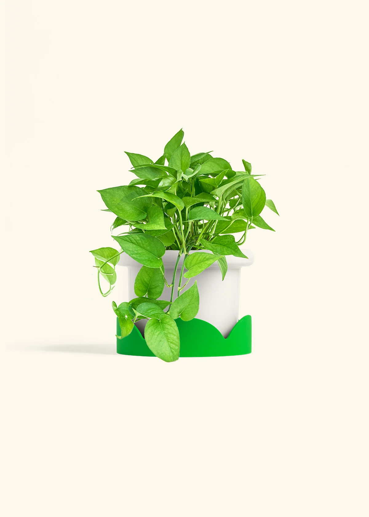 Pothos 'Jade', Medium - Image 4