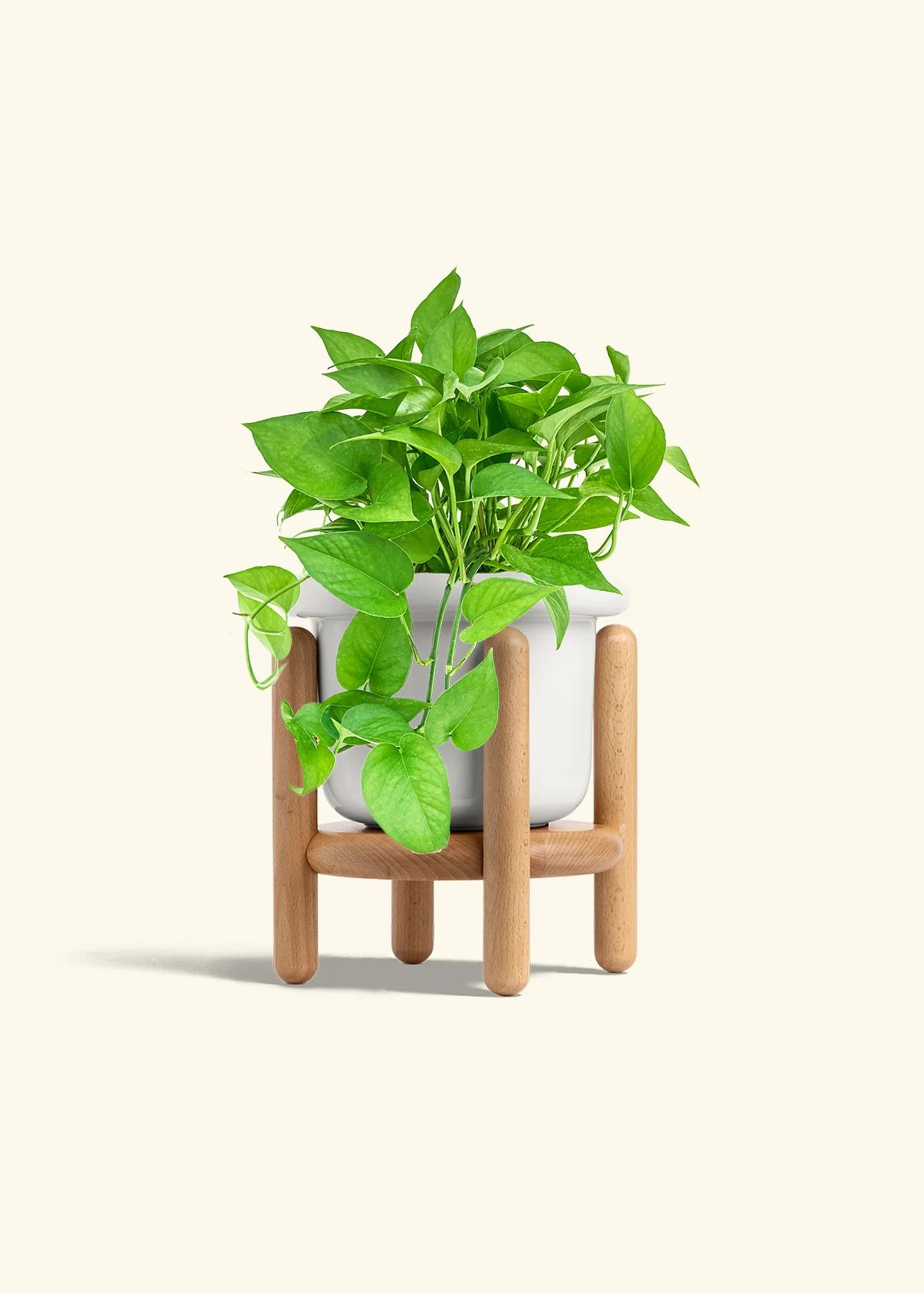 Pothos 'Jade', Medium - Image 6