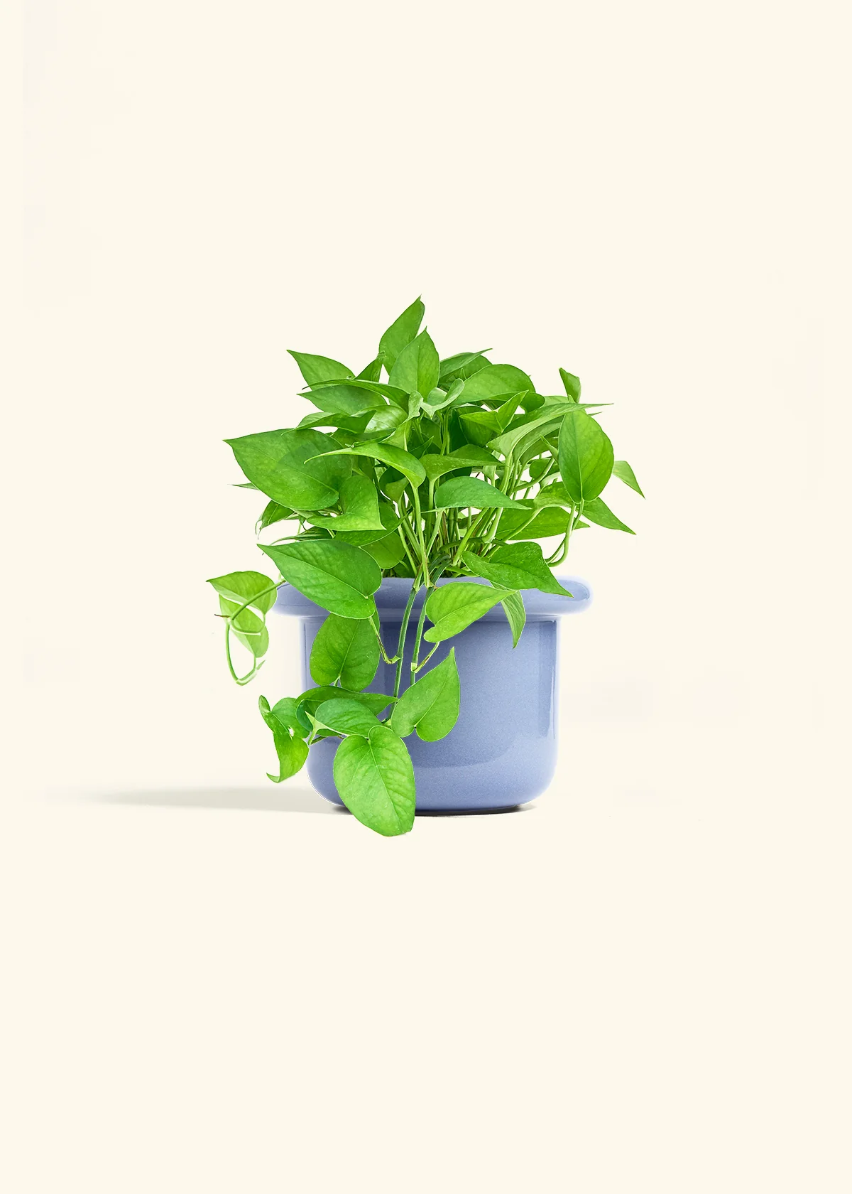 Pothos 'Jade', Medium - Image 7
