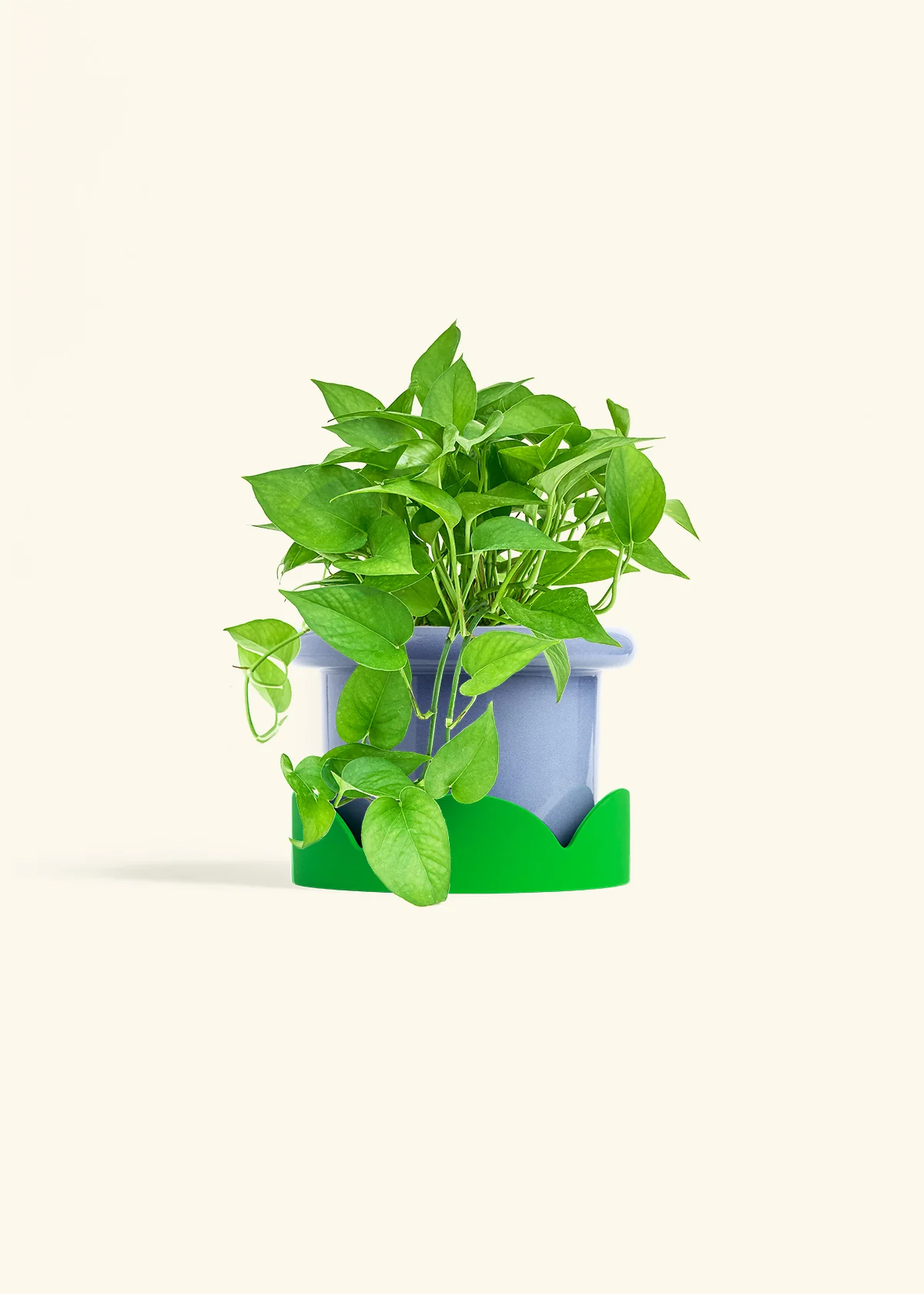 Pothos 'Jade', Medium - Image 8