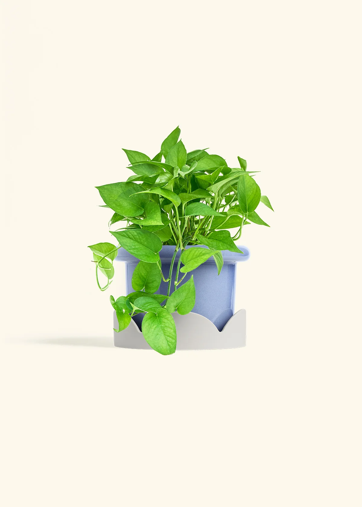 Pothos 'Jade', Medium - Image 9
