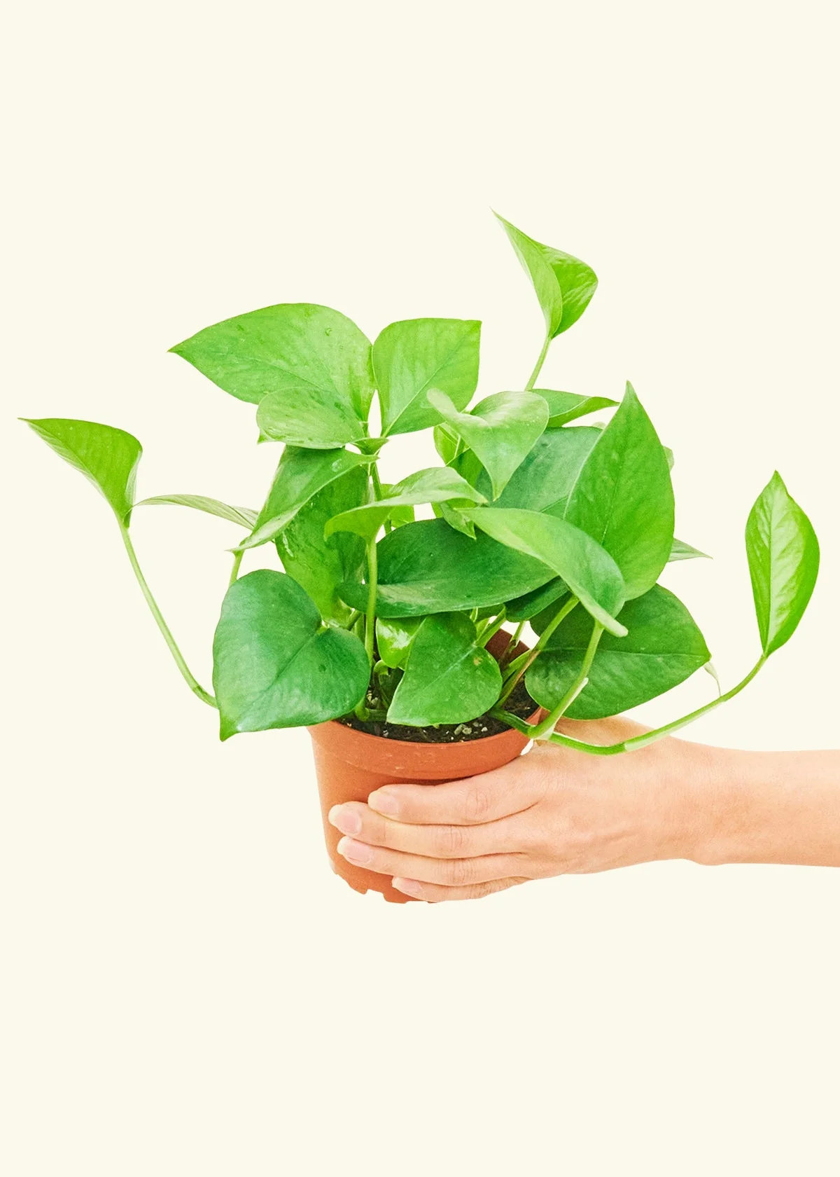 Pothos 'Jade', Small - Image 3
