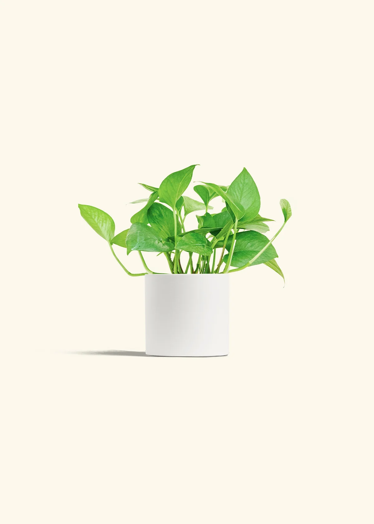 Pothos 'Jade', Small - Image 4