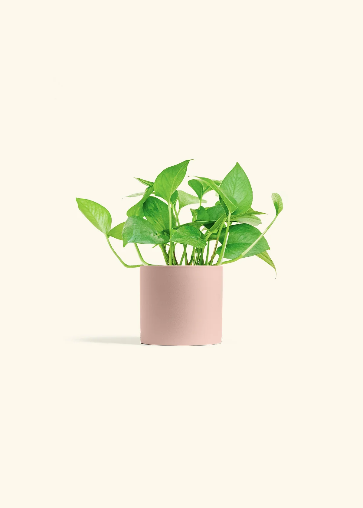 Pothos 'Jade', Small - Image 5