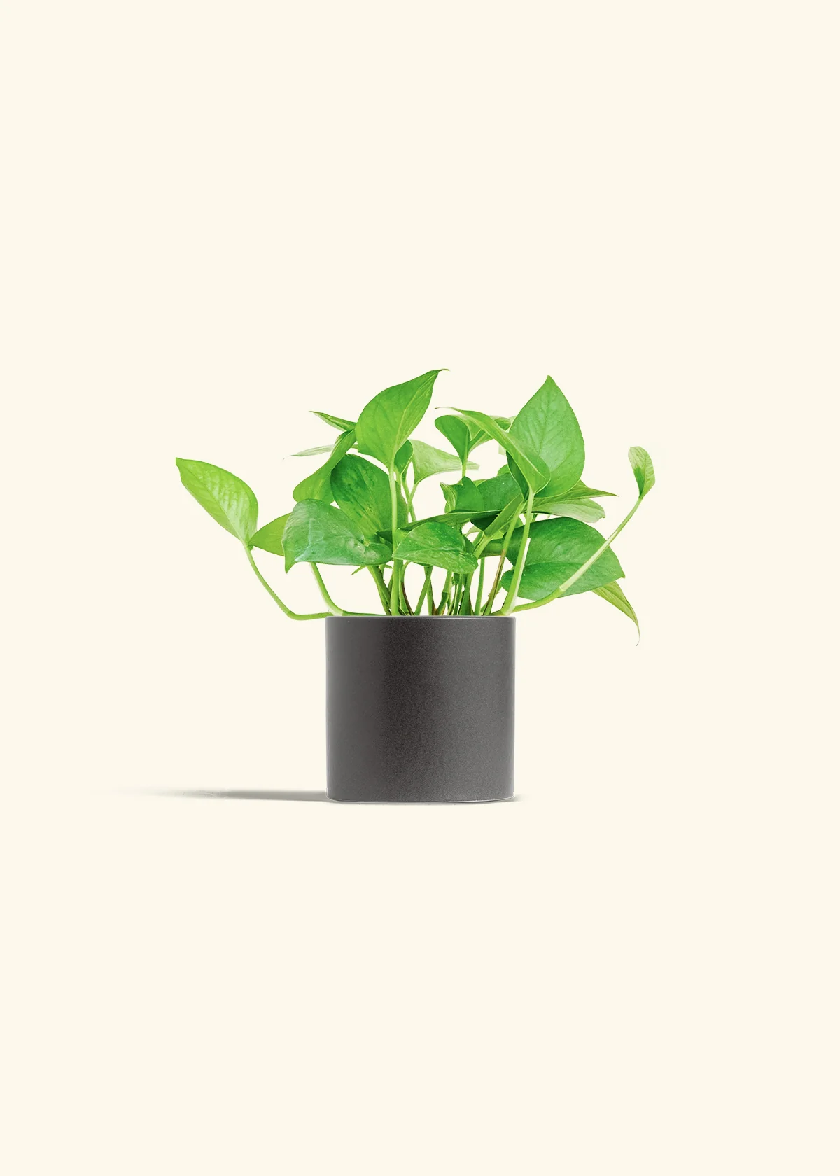 Pothos 'Jade', Small - Image 6