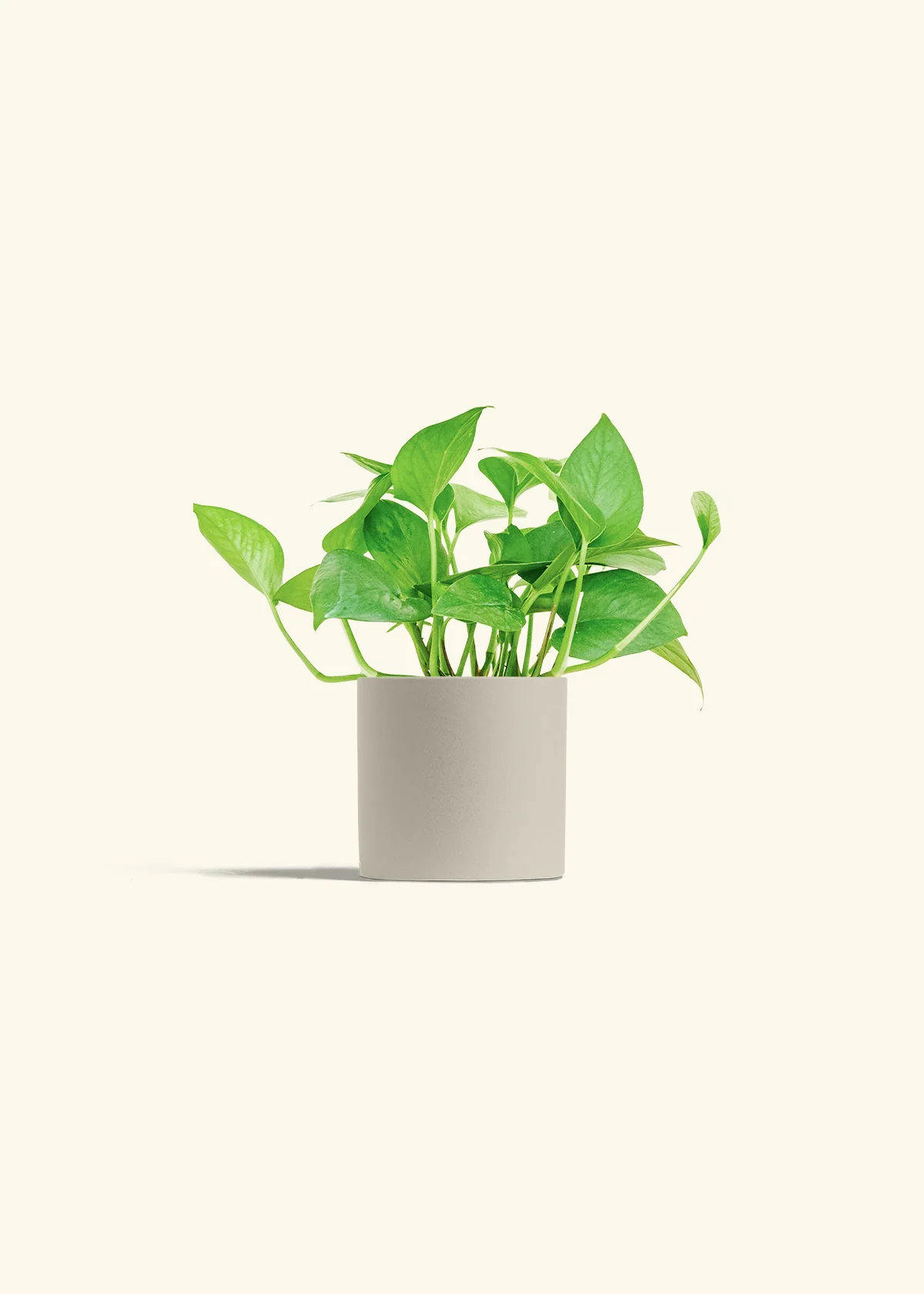 Pothos 'Jade', Small - Image 7