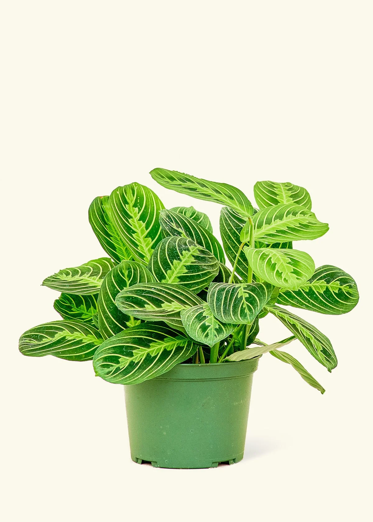 Lemon Lime Prayer Plant, Small - Image 2