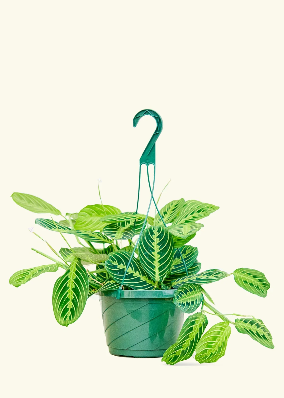 Lemon Lime Prayer Plant, Large