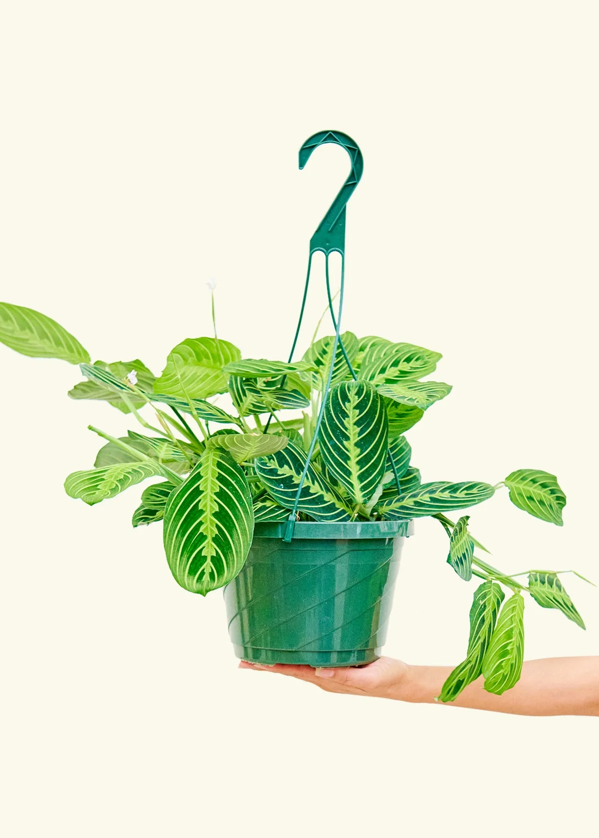 Lemon Lime Prayer Plant, Large - Image 2