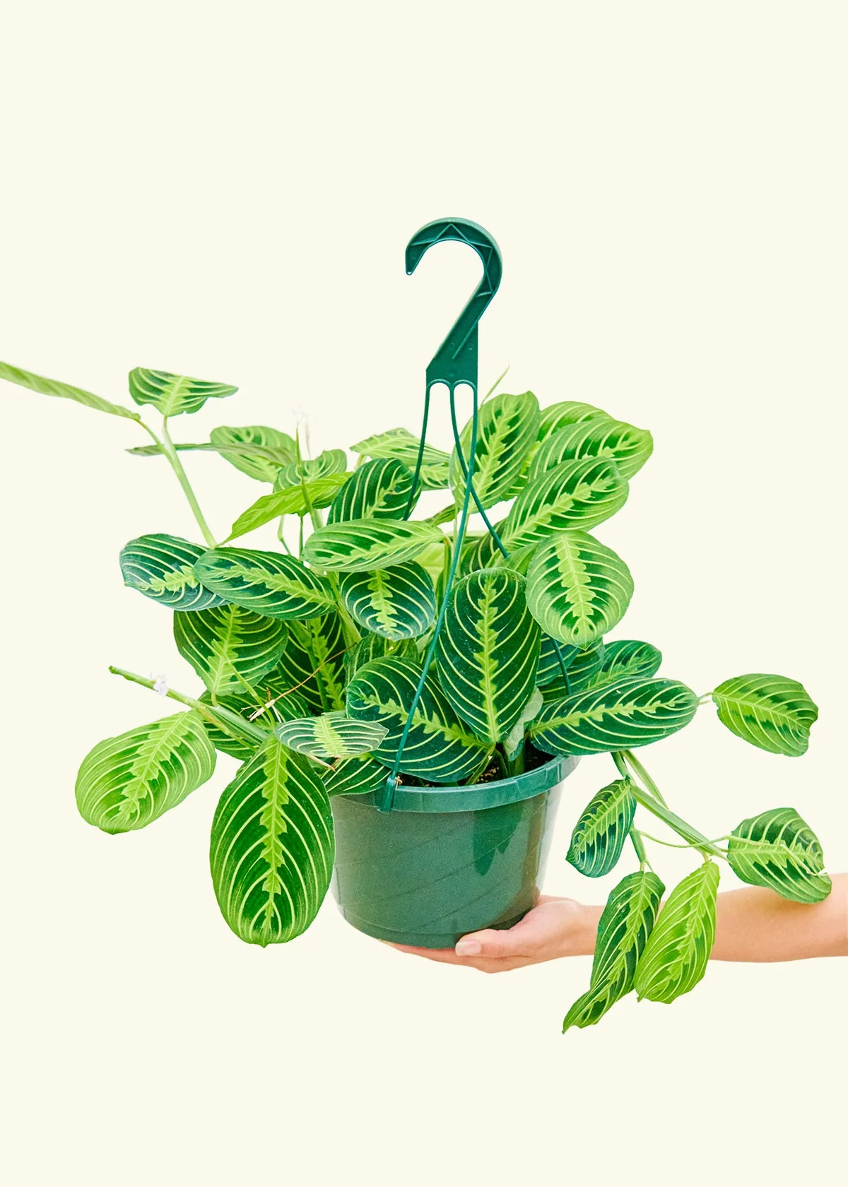 Lemon Lime Prayer Plant, Large - Image 3