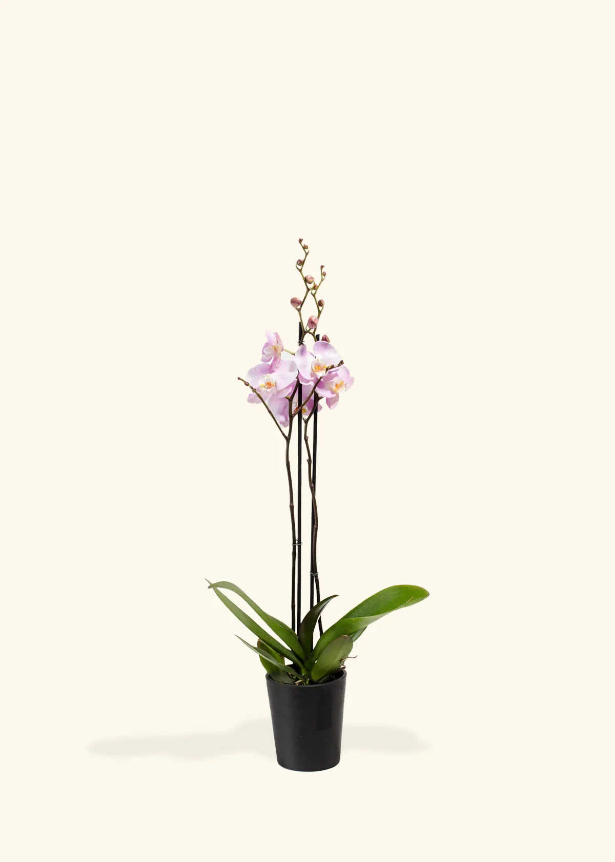 Light Pink Orchid, Medium - Image 3