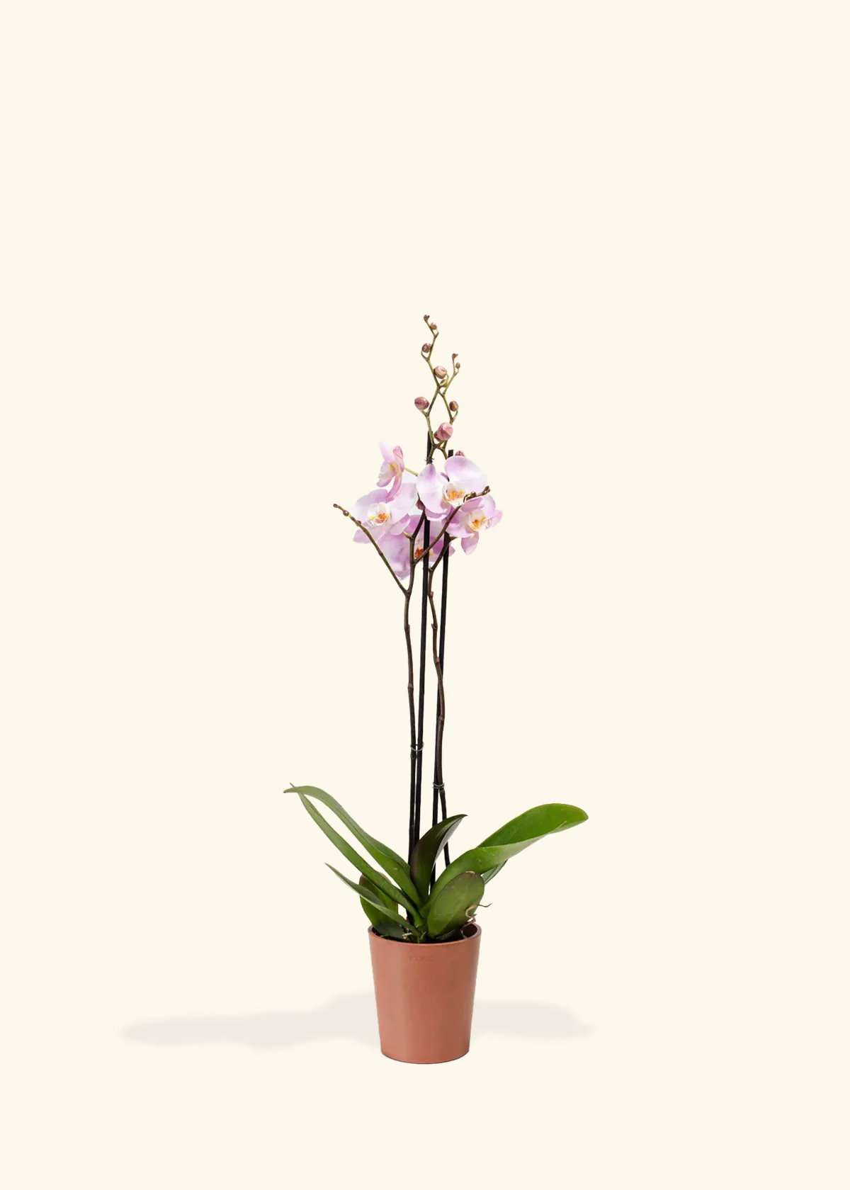 Light Pink Orchid, Medium - Image 4