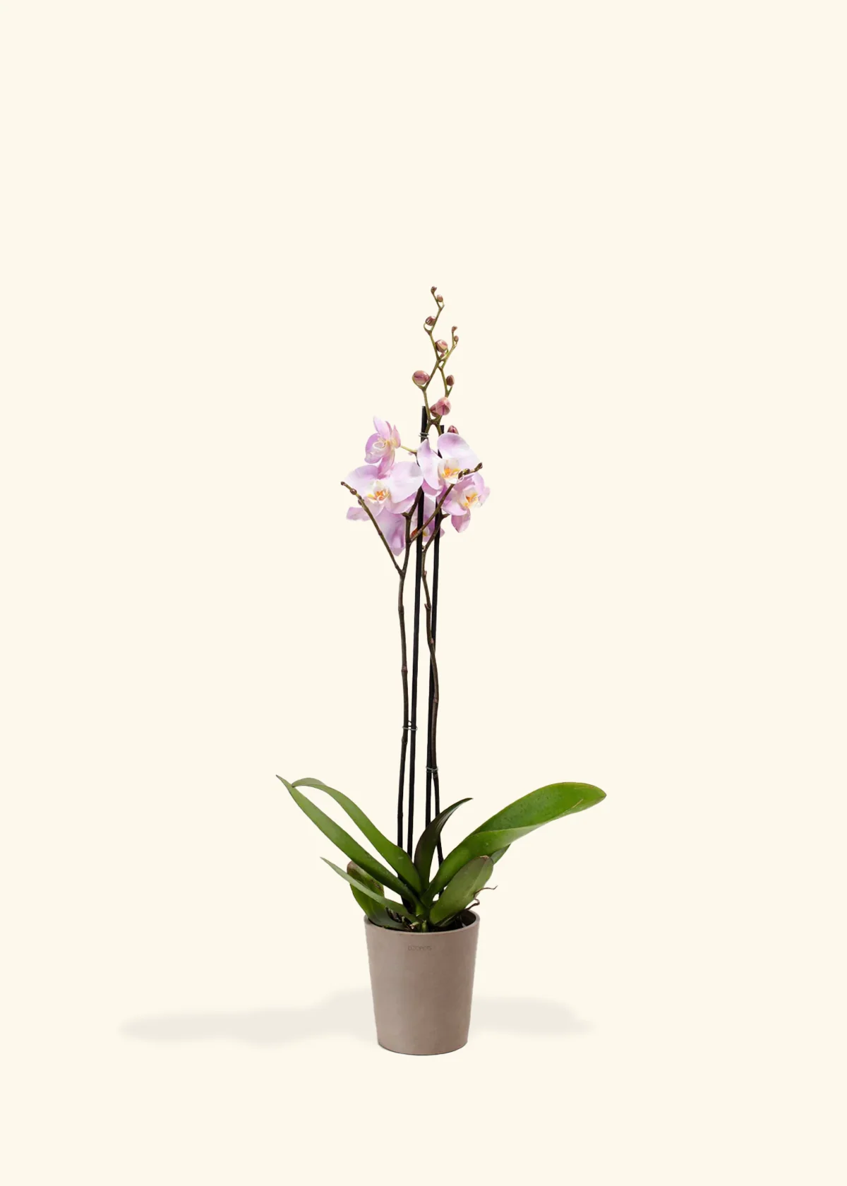 Light Pink Orchid, Medium - Image 5