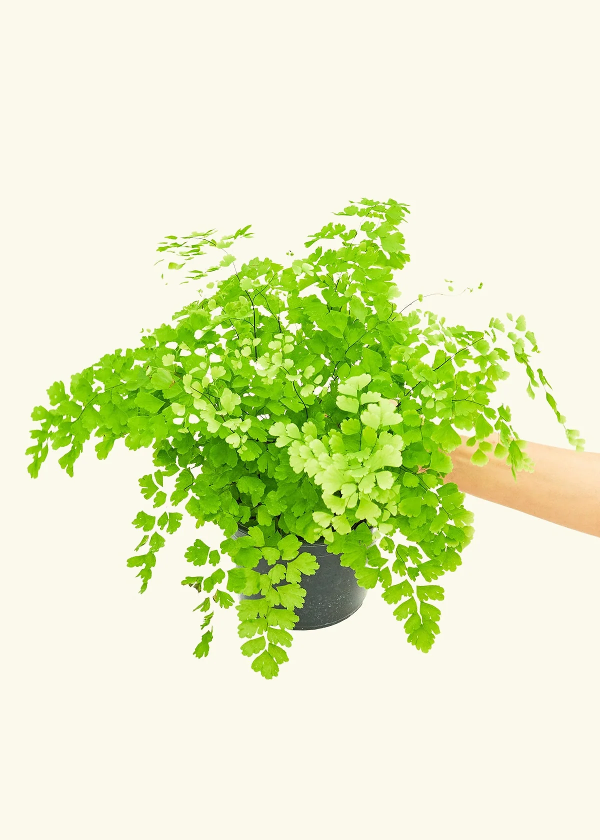 Maidenhair Fern, Medium - Image 3